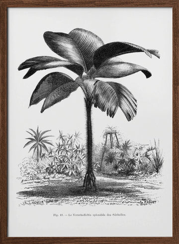 Vintage Palm Tree Drawing Iii | Poster - Walnut Frame Interior