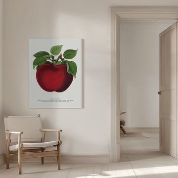 Mcintosh Red Apple Lithograph | Canvas - Room Interior 1