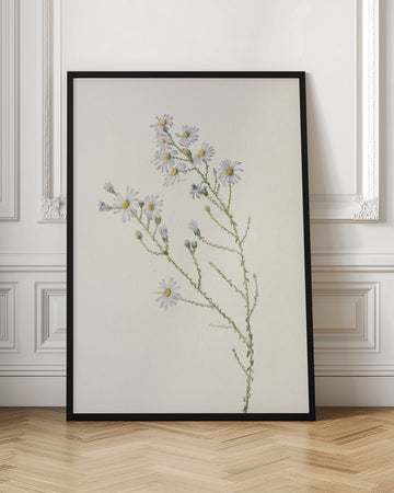 Pineland Aster From North American Wildflowers (1925) By Mary Vaux Walcott. | Poster - Room Interior 1