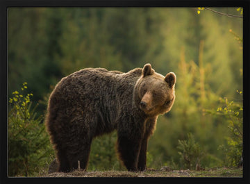 Bear in Golden Light | Poster - Black Metal Frame Interior