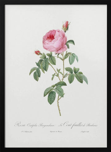 Burgundy Cabbage Rose, Les Roses (1817–1824) | Poster - Black Metal Frame Interior