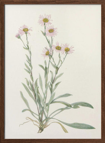 Pink Fleabane From North American Wildflowers (1925) By Mary Vaux Walcott | Poster - Walnut Frame Interior