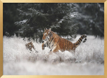 Playful Winter Tigers | Poster - Gold Frame Interior