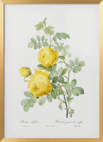 Rosa Hemisphaerica, Les Roses (1817–1824) | Poster - Gold Frame Interior