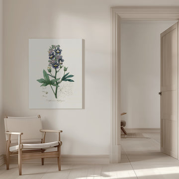 Delphinum Staphisagria Medical Botany | Canvas - Room Interior 1