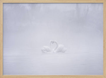 Misty Swans Heart | Poster - Wood Frame Interior