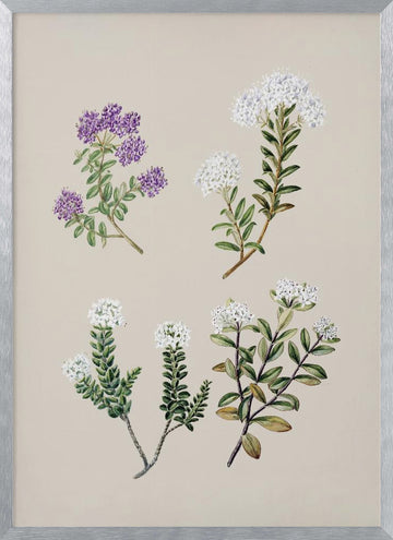 Veronica 4 Species Drawn By Sarah Featon (1848–1927) | Poster - Silver Frame Interior