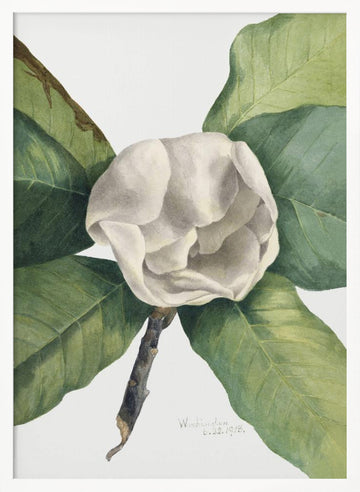 Southern Magnolia (1918) | Poster - White Frame Interior