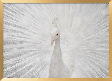 Majestic White Peacock | Poster - Gold Frame Interior