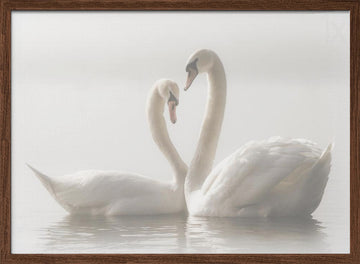 Swans In Love | Poster - Walnut Frame Interior