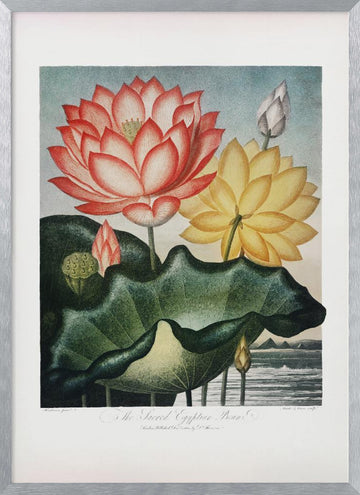 The Sacred Egyptian Bean from The Temple of Flora (1807) | Poster - Silver Frame Interior