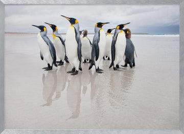 King Penguins on Beach | Poster - Silver Frame Interior