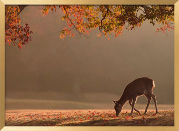 Deer in Autumn Light | Poster - Gold Frame Interior
