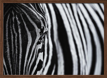 Striped Zebra Eye | Poster - Walnut Frame Interior