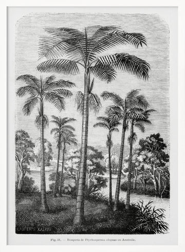 Vintage Palm Tree Drawing Ii | Poster - White Frame Interior