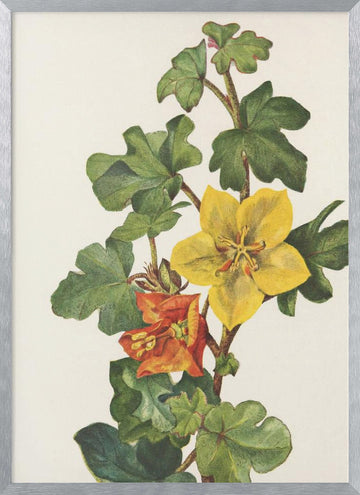 Mexican Fremontia From North American Wildflowers (1925) By Mary Vaux Walcott | Poster - Silver Frame Interior