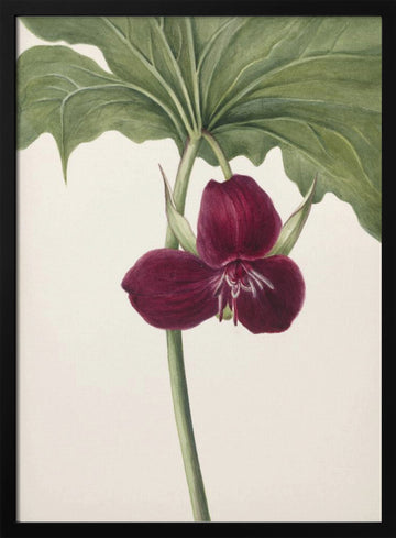 Sweet Trillium | Poster - Black Metal Frame Interior