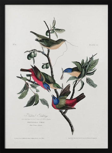 Painted Finch From Birds of America (1827) | Poster - Black Metal Frame Interior
