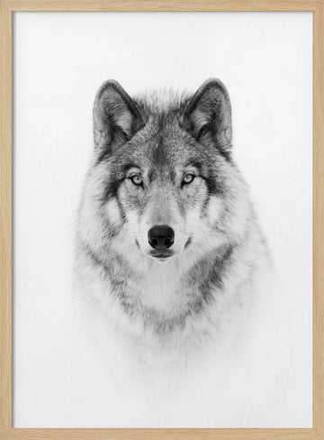 Majestic Wolf Gaze | Poster - Wood Frame Interior