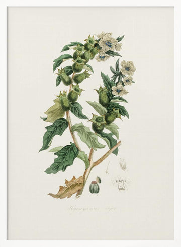 Henbane (hyoscyamus Niger) Medical Botany | Poster - White Frame Interior