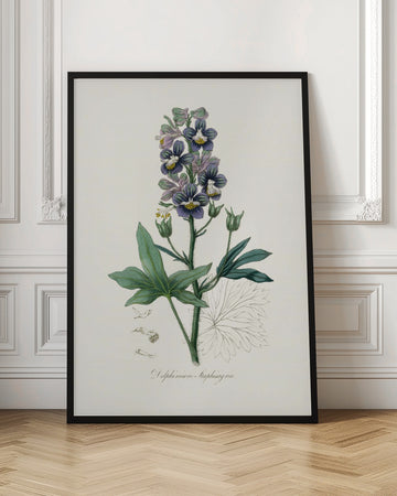 Delphinum Staphisagria Medical Botany | Poster - Room Interior 1