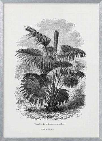 Vintage Palm Tree Drawing Xii | Poster - Silver Frame Interior