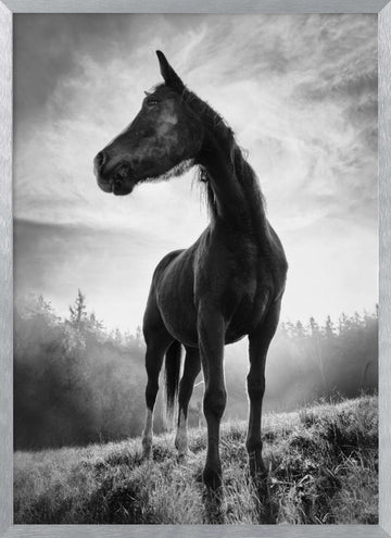 Mystic Stallion Rising | Poster - Silver Frame Interior