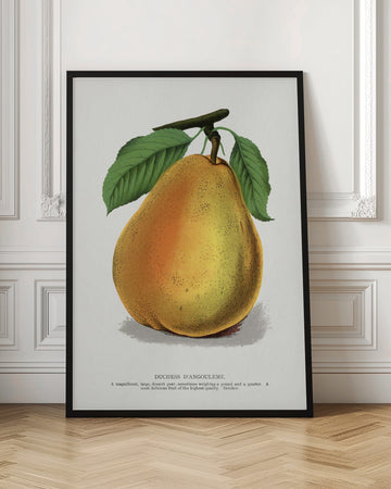 Duchess D'angouleme Pear Lithograph | Poster - Room Interior 1