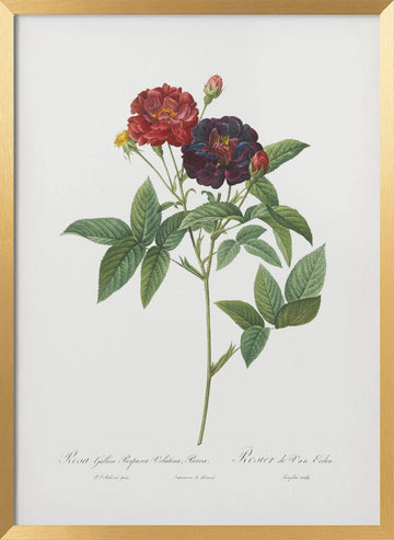 Rose of Van Eeden, Les Roses (1817–1824) | Poster - Gold Frame Interior