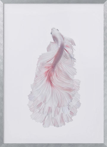 Pink Betta Elegance | Poster - Silver Frame Interior