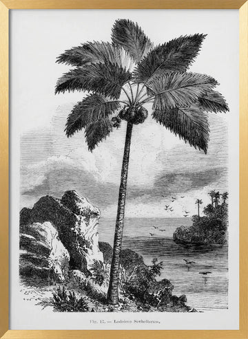 Vintage Palm Tree Drawing I | Poster - Gold Frame Interior