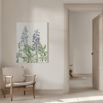 Sundial Lupine From North American Wildflowers (1925) By Mary Vaux Walcott | Canvas - Room Interior 1