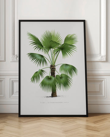 Xxvi Trithrinax B | Poster - Room Interior 1