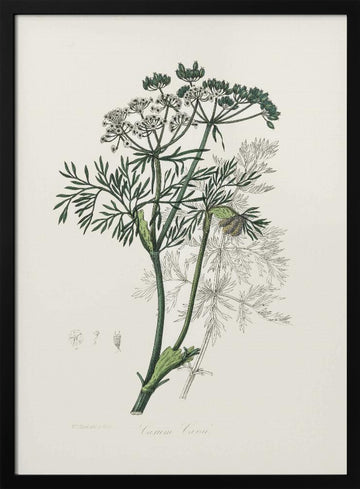 Caraway (carum Carui) Medical Botany | Poster - Black Metal Frame Interior