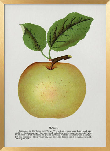 Mann Apple Lithograph | Poster - Gold Frame Interior