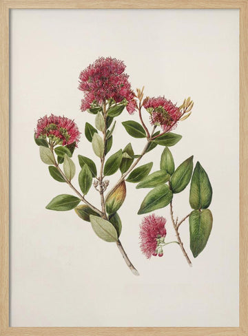 Rata By Sarah Featon (1848–1927) | Poster - Wood Frame Interior
