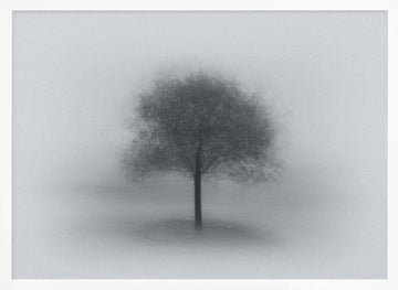 Misty Solitary Tree | Poster - White Frame Interior