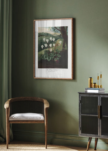 The Persian Cyclamen from The Temple of Flora (1807) | Poster - Room Interior 2