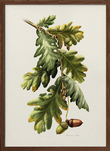 Botanical Oak Acorns | Poster - Walnut Frame Interior
