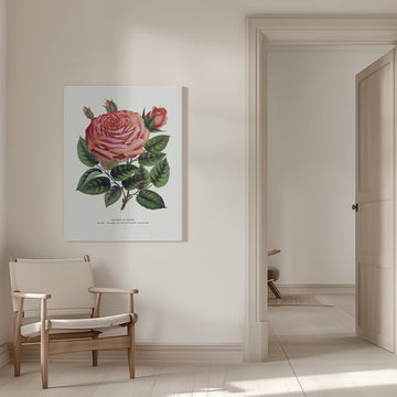Pink Rose, Glorie De Dijon Lithograph | Canvas - Room Interior 1