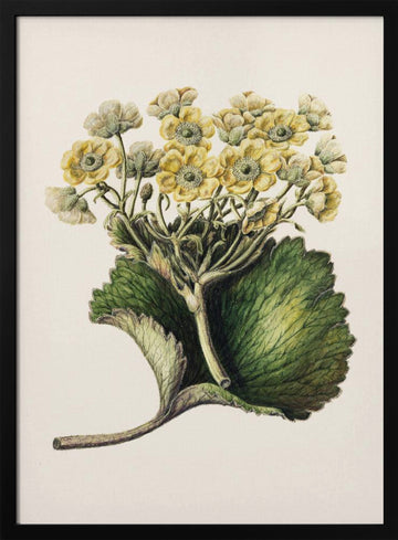 Korikor Drawn By Sarah Featon (1848–1927 | Poster - Black Metal Frame Interior