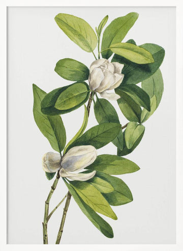 Swamp Magnolia (1918) | Poster - White Frame Interior