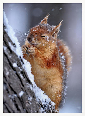 Happy Winter Squirrel | Poster - White Frame Interior