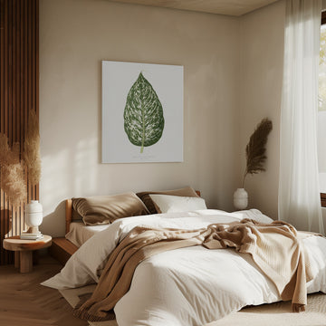 Dieffenbachia Seguina Leaf Illustration | Canvas - Room Interior 2