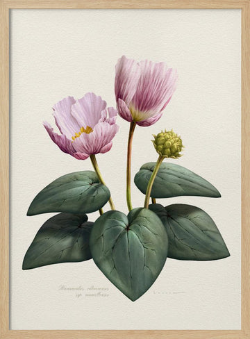 Elegant Pink Botanical Flowers | Poster - Wood Frame Interior