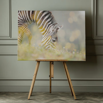 Peaceful Zebra Foal | Canvas - Room Interior 1
