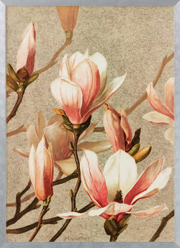 Magnolia | Poster - Silver Frame Interior
