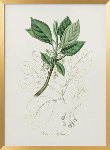 Sassafras (laurus Sassafras) Medical Botany | Poster - Gold Frame Interior