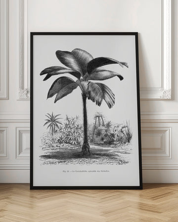 Vintage Palm Tree Drawing Iii | Poster - Room Interior 1