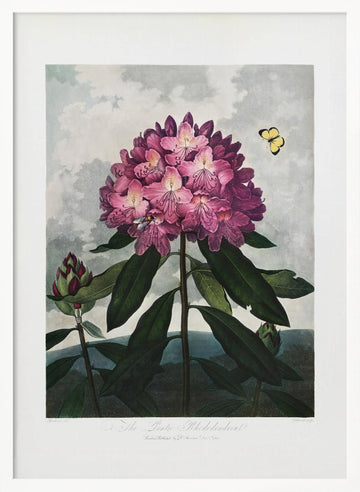 The Pontic Rhododendron from The Temple of Flora (1807) | Poster - White Frame Interior